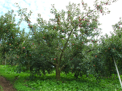 101108apple_tree.jpg