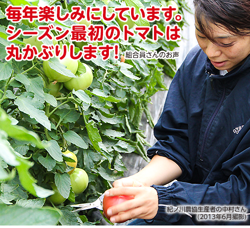 毎年楽しみにしています。シーズン最初のトマトは丸かぶりします!組合員さんのお声 紀ノ川農協生産者の中村さん(2013年6月撮影)