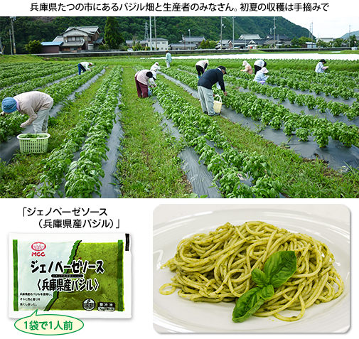 兵庫県たつの市にあるバジル畑と生産者のみなさん。初夏の収穫は手摘みで 「ジェノベーゼソース（兵庫県産バジル）」 1袋で1人前