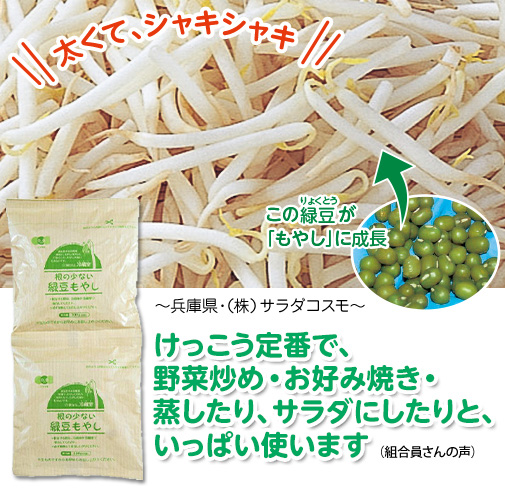 太くて、シャキシャキ けっこう定番で、野菜炒め・お好み焼き・蒸したり、サラダにしたりと、いっぱい使います（組合員さんの声）この緑豆＊りょくとう＊が「もやし」に成長 ～兵庫県・（株）サラダコスモ～