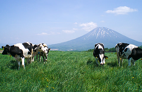 エゾ富士とも呼ばれる羊蹄山＊ようていざん＊のふもとに広がる