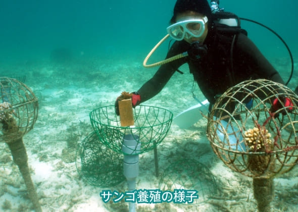 もずくを食べてサンゴが育つ海づくり