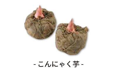 - こんにゃく芋 -