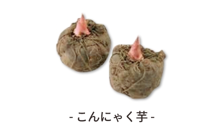 - こんにゃく芋 -