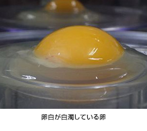 卵白が白濁している卵