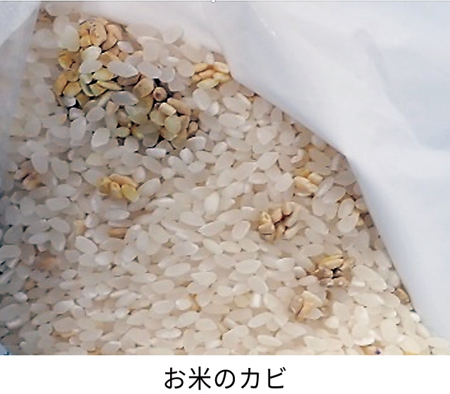 お米のカビ