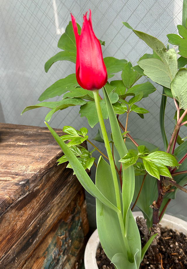 JAいなばさんから届いたチューリップの球根が花を咲かせました