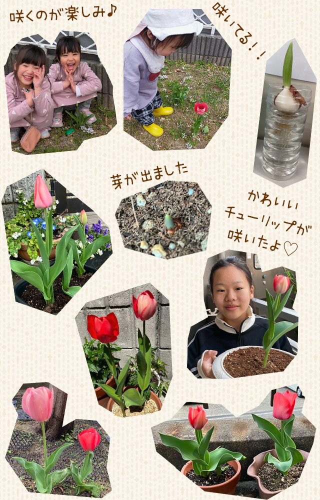JAいなばさんから届いたチューリップの球根が花を咲かせました
