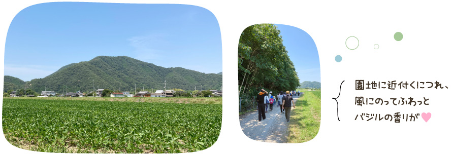 園地に近付くにつれ、風にのってふわっとバジルの香りが