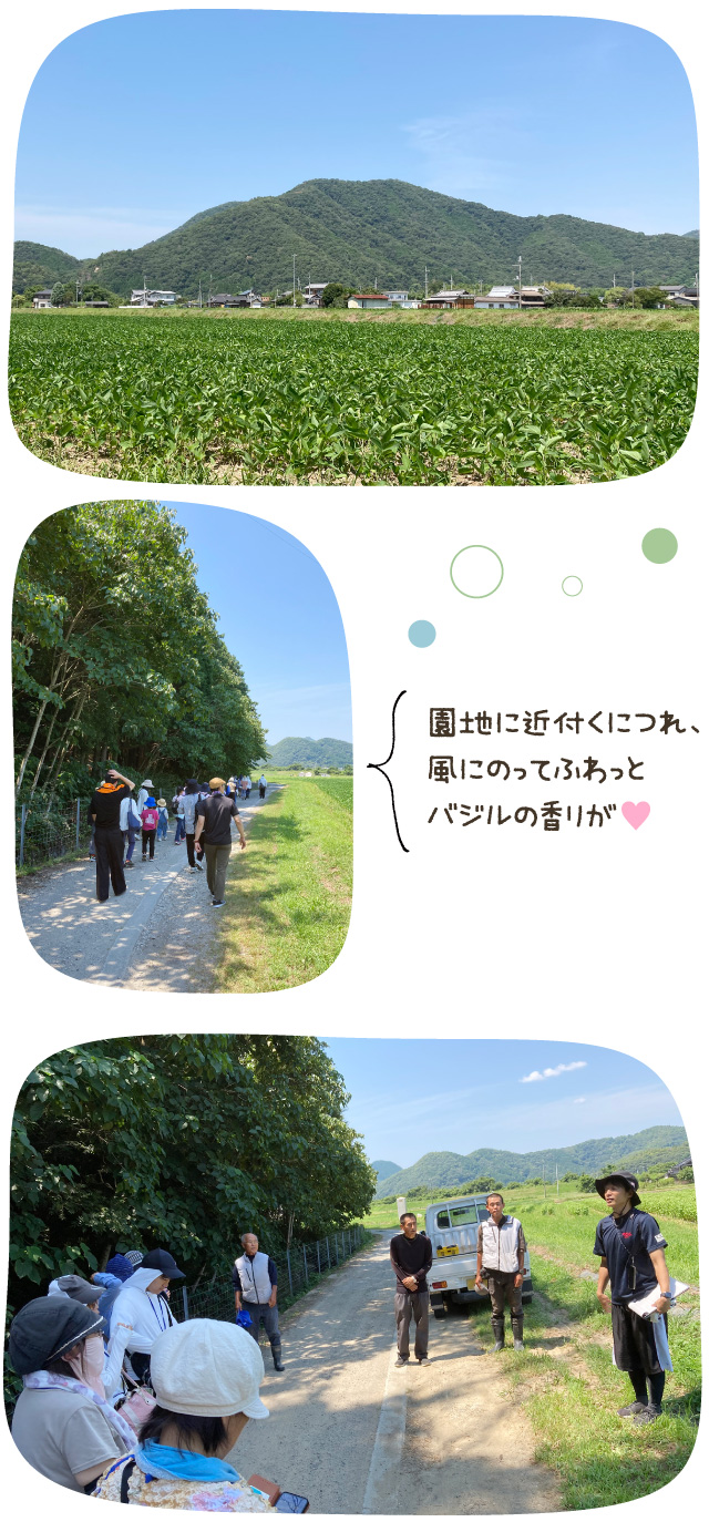 園地に近付くにつれ、風にのってふわっとバジルの香りが