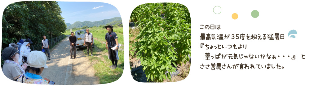 この日は最高気温が35度を超える猛暑日。『ちょっといつもより葉っぱが元気じゃないかなぁ・・・』とささ営農さんが言われていました。