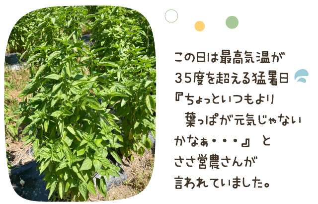 この日は最高気温が35度を超える猛暑日。『ちょっといつもより葉っぱが元気じゃないかなぁ・・・』とささ営農さんが言われていました。