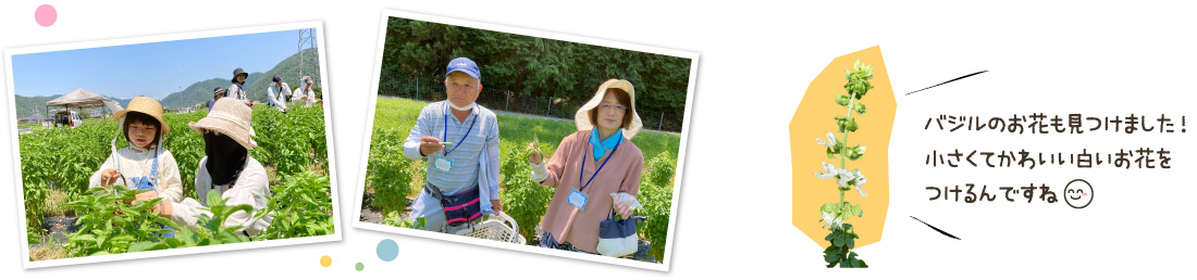 バジルのお花も見つけました!小さくてかわいい白いお花をつけるんですね