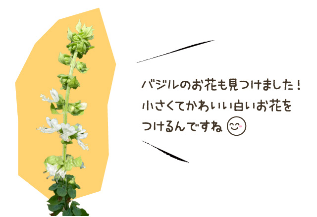 バジルのお花も見つけました!小さくてかわいい白いお花をつけるんですね
