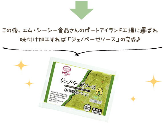 この後、エム・シーシー食品さんのポートアイランド工場に運ばれ味付け加工すれば「ジェノベーゼソース」の完成♪