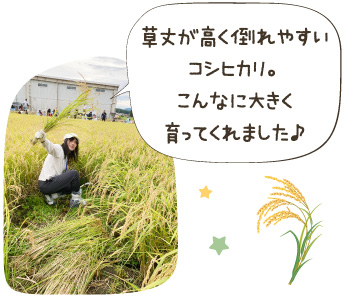 草丈が高く倒れやすいコシヒカリ。こんなに大きく育ってくれました♪