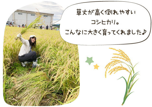 草丈が高く倒れやすいコシヒカリ!こんなに大きく育ってくれました♪