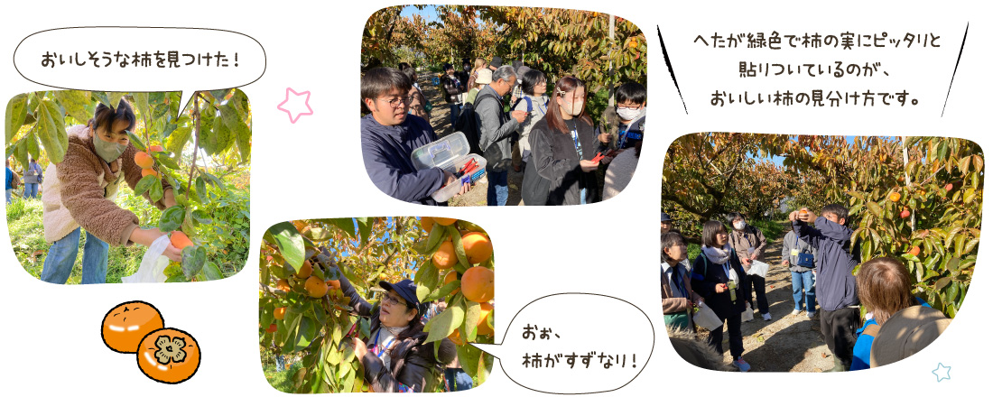 へたが緑色で柿の実にピッタリと貼りついているのが、おいしい柿の見分け方です。