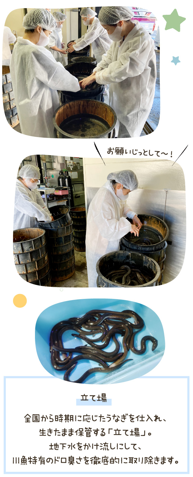 立て場... 全国から時期に応じたうなぎを仕入れ、生きたまま保管する「立て場」。地下水をかけ流しにして、川魚特有のドロ臭さを徹底的に取り除きます。