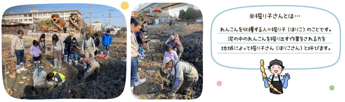 掘り子さん... れんこんを収穫する人＝掘り子のこと。泥の中のれんこんを掘り出す作業をされる方を地域によって掘り子さんと呼びます。