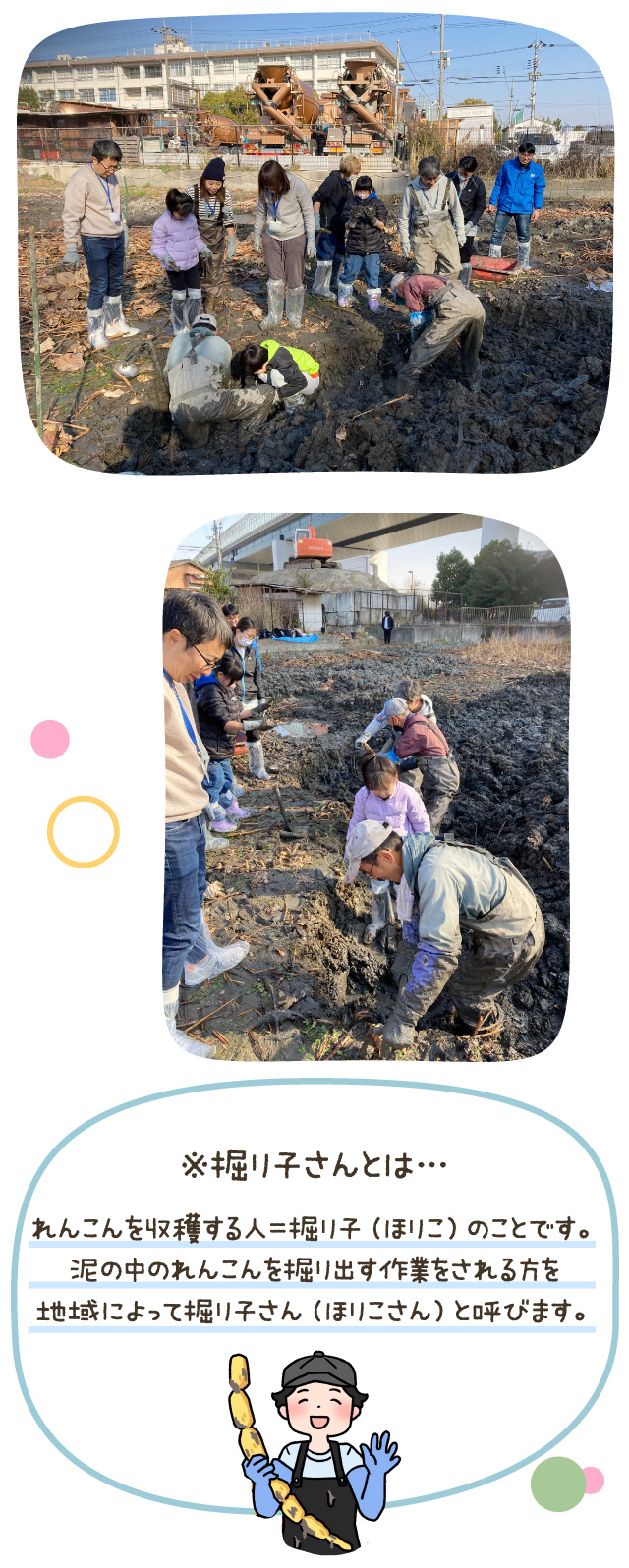 ※掘り子さん... れんこんを収穫する人＝掘り子のこと。泥の中のれんこんを掘り出す作業をされる方を地域によって掘り子さんと呼びます。