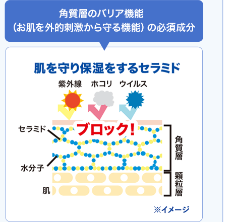 角質層のバリア機能（お肌を外的刺激から守る機能）の必須成分 肌を守り保湿をするセラミド