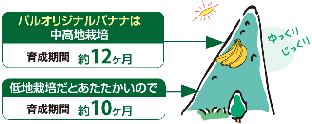 パルオリジナルバナナは中高地栽培　育成期間約12ケ月。低地栽培だとあたたかいので育成期間約10ケ月