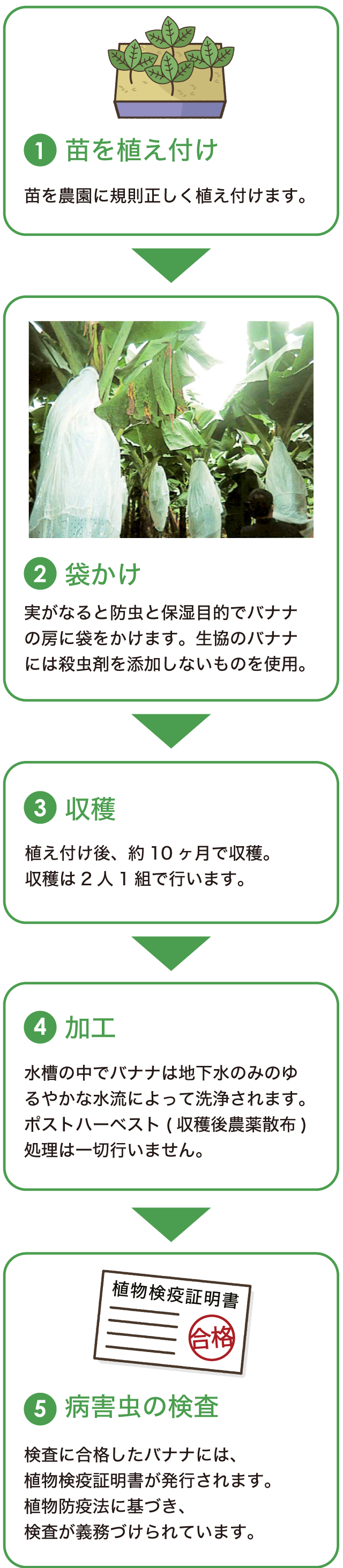 ①苗を植え付け　②袋かけ　③収穫　④加工　⑤病害虫の検査