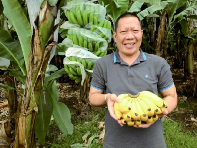 フィリピンバナナ｜登録バナナについて｜登録商品｜生活協同組合