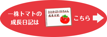 一株トマトの成長日記はこちら