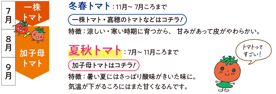 冬春トマト：11月～7月ごろまで。夏秋トマト：7月～11月ごろまで