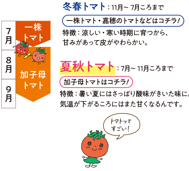 冬春トマト：11月～7月ごろまで。夏秋トマト：7月～11月ごろまで