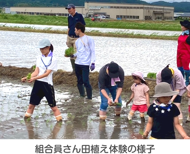 組合員さん田植え体験の様子