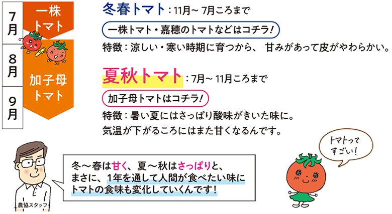 冬春トマト:11月~7月ごろまで。夏秋トマト:7月~11月ごろまで