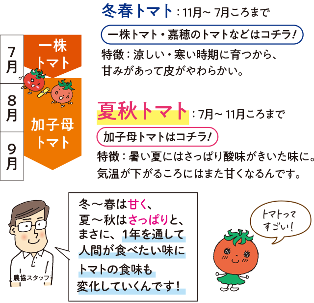 冬春トマト:11月~7月ごろまで。夏秋トマト:7月~11月ごろまで