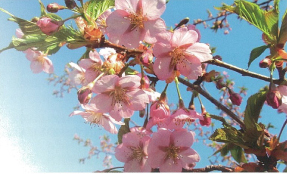 桜ライン311