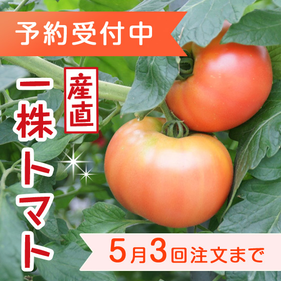 一株トマト